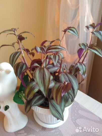 Традесканция пурпурный джой, молодой куст