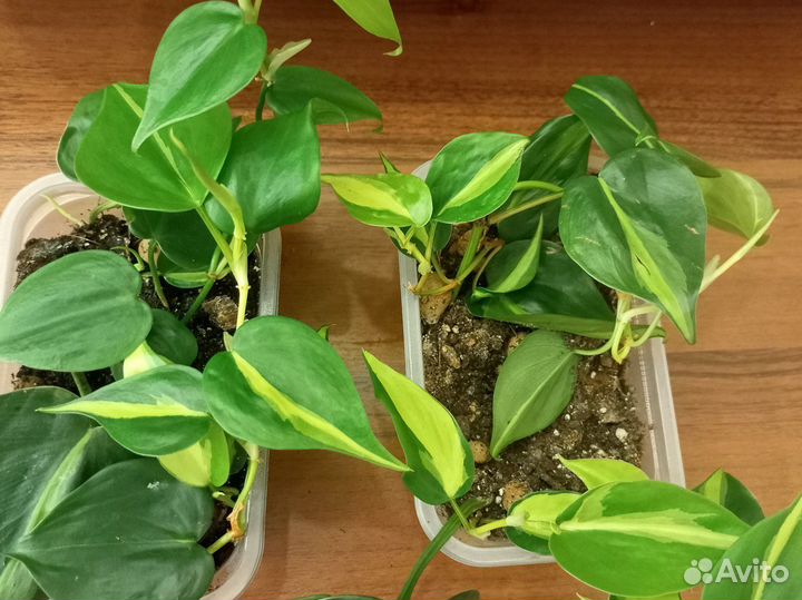 Филодендрон лиана
