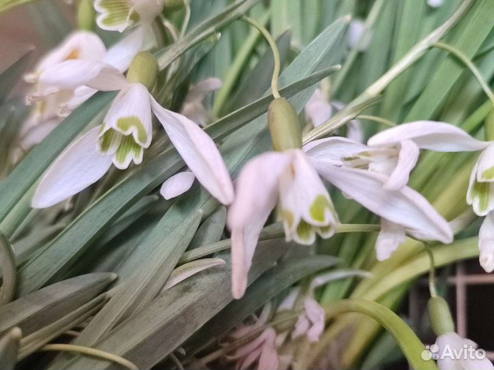 Подснежники луковицы