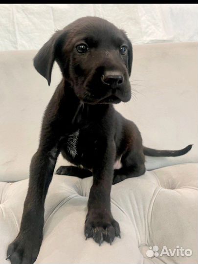 Щенок метис. Собаки приют лазаревское