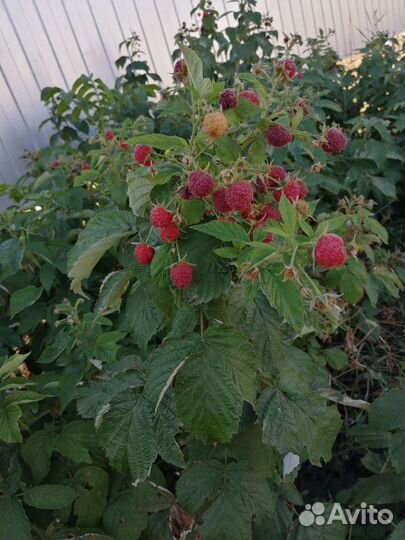 Ремонтантная малина