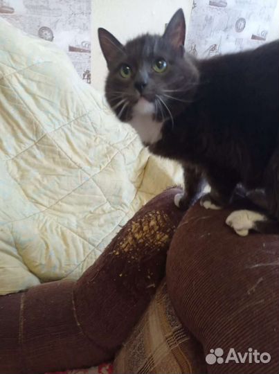 Кошке не куда идти