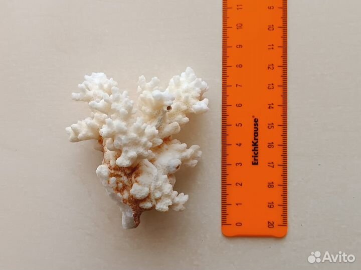 Морской Коралл