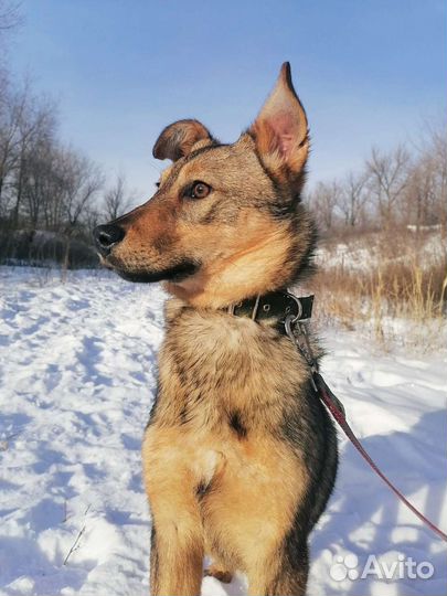 Собака Карла