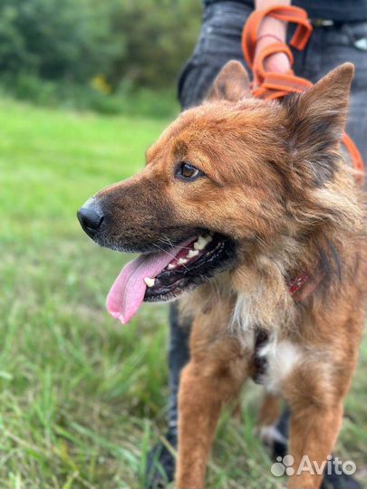 Молодой энергичный песик грустит в приюте