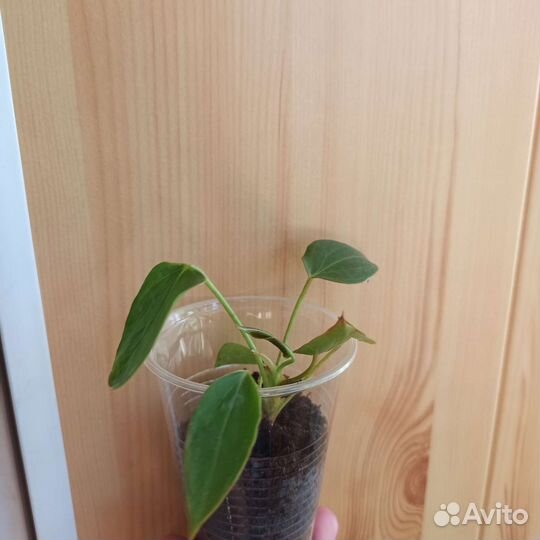Комнатные цветы антуриум