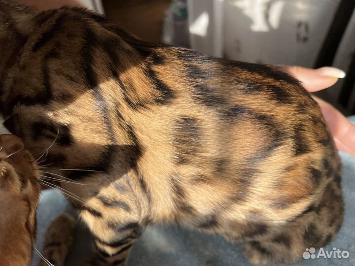 Бенгальские котята