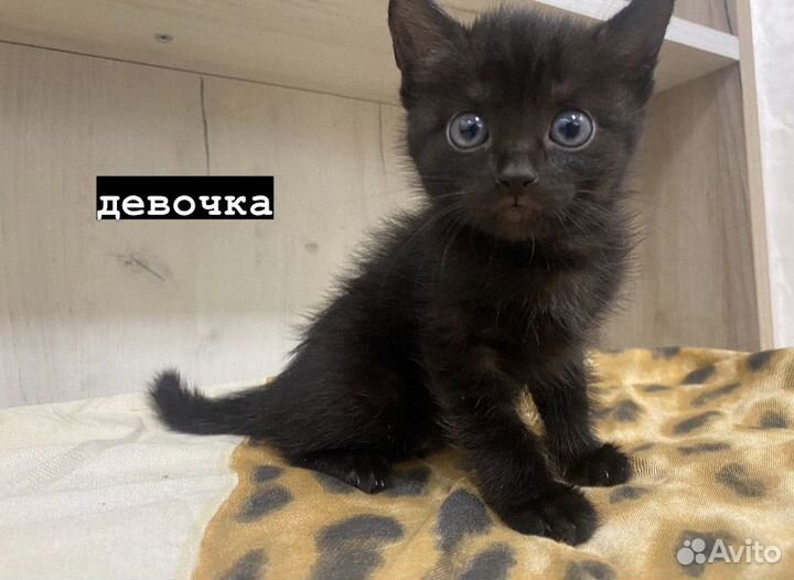 Отдам котят в добрые руки