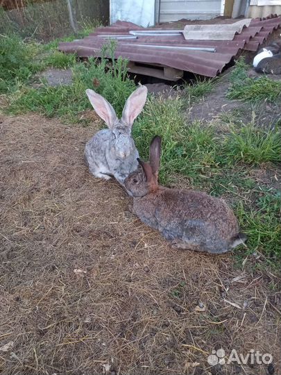 Кролики продажа