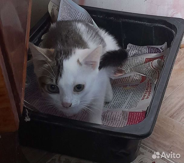 Кошечка крысыловная