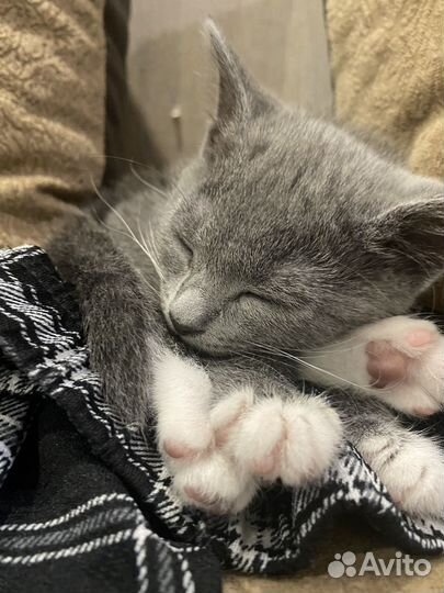 Котенок