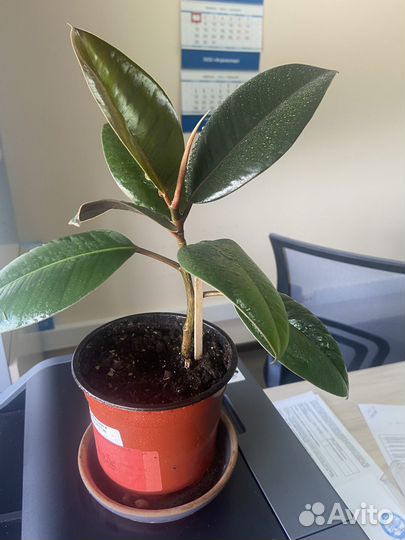 Комнатные цветы в хорошие руки