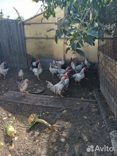 Молодые петухи