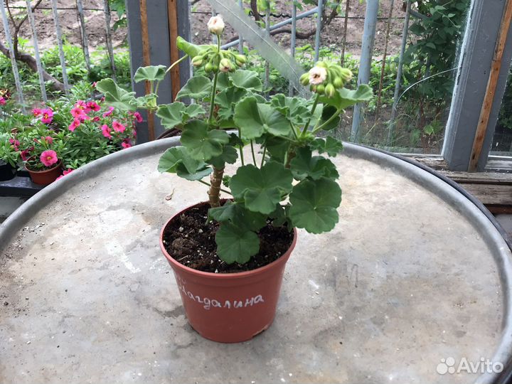 Пеларгония сортовая