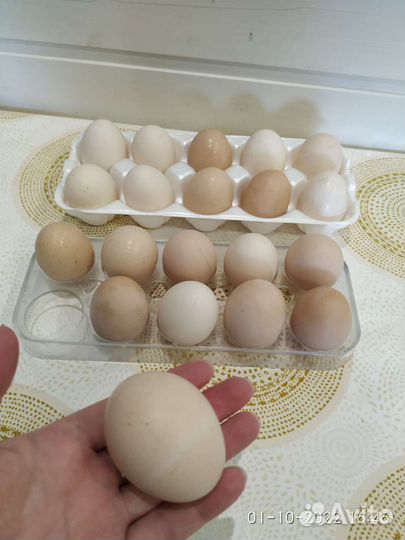 Домашние куриные яйца