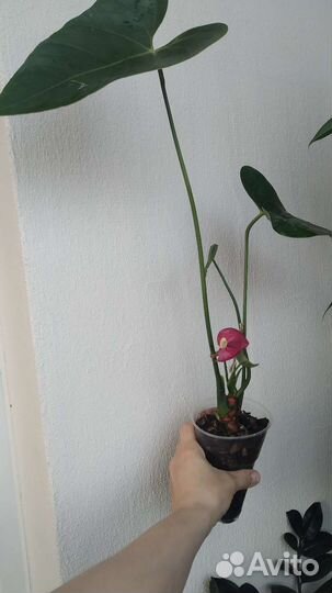 Антуриум Виолет Харт