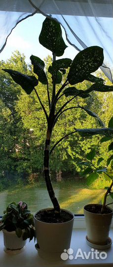 Диффенбахия