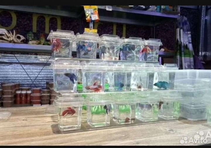 Рыбка петушок