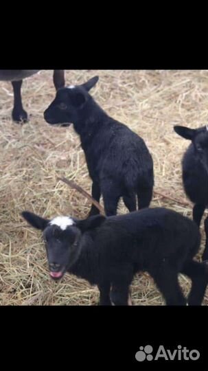 Романовские ягнята