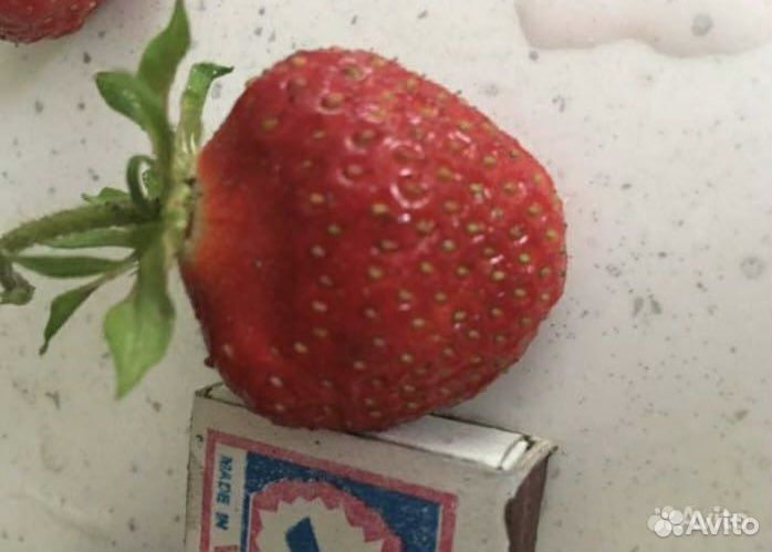 Клубника Лорд рассада
