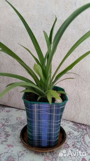 Хлорофитум Зелёный