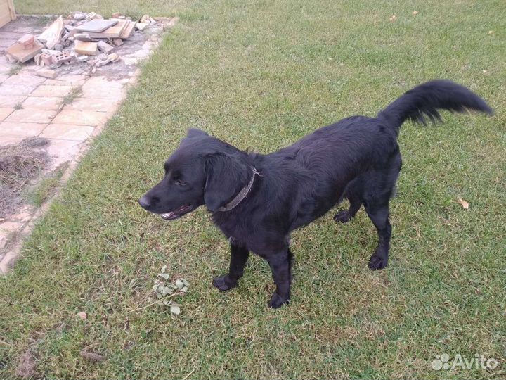 Собака ищет дом