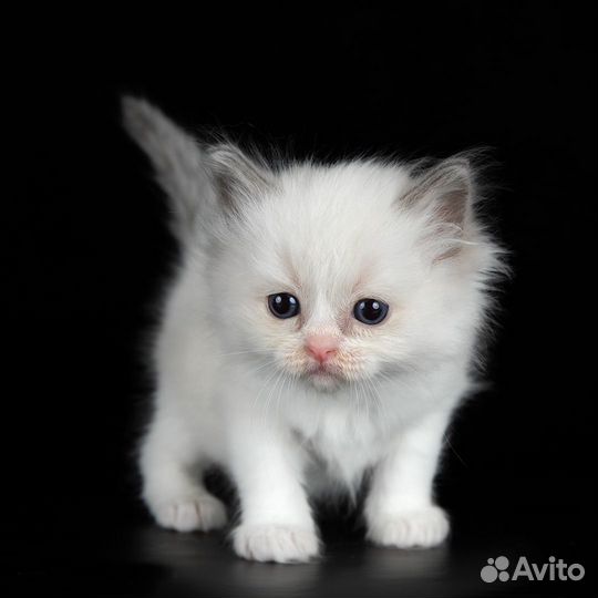 Девочка рэгдолл, Blue bicolor