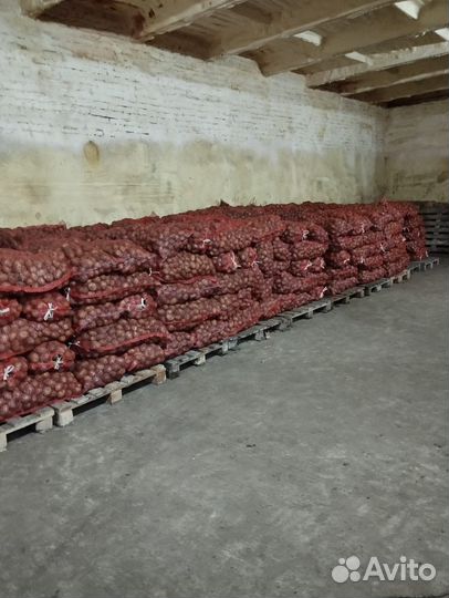 Продам картофель 20 тонн