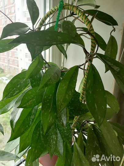 Хойя публикалис, Хойя мультифлора