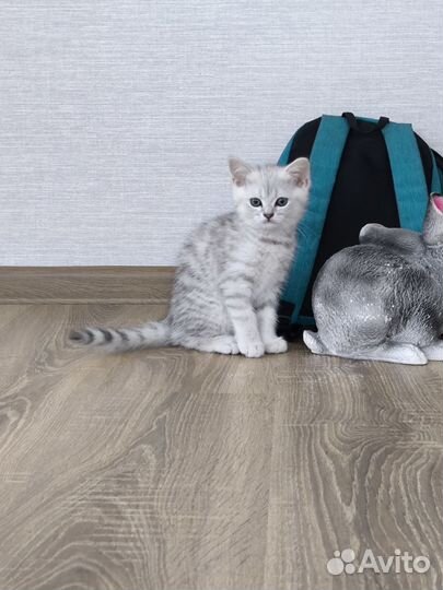 Британский котик
