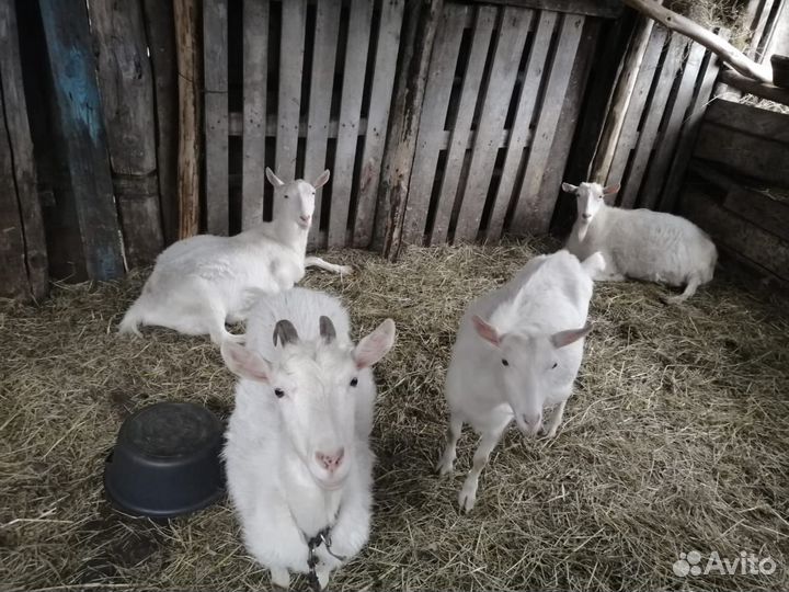 Коза с козлятами