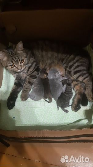 Британская кошка в дар