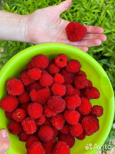 Малина Тибетская (Соблазнительная)