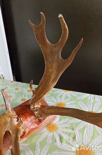 Рога благородного оленя