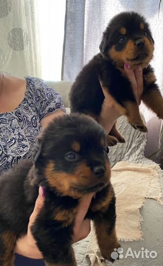 Щенки ротвейлера