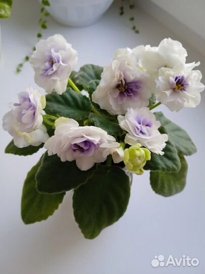 Детки сортовых фиалок