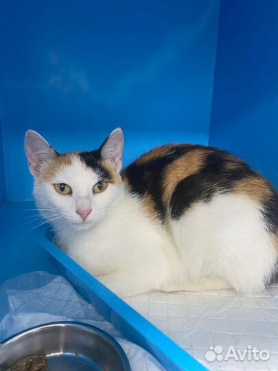 Нежная кошечка Масяня после операции ждёт улица