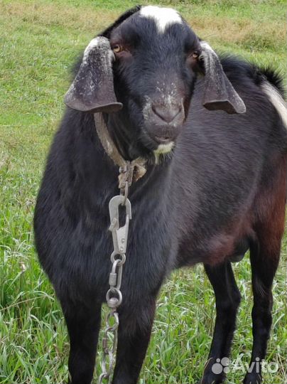Нубийский козел