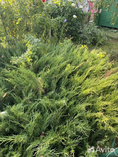 Можжевельник