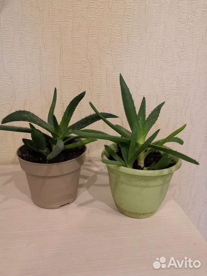 Алоэ лечебный