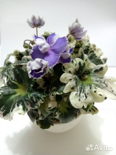 Сортовые фиалки