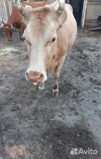 Продам корову