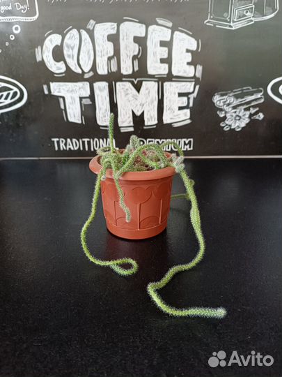 Излишки комнатных растений