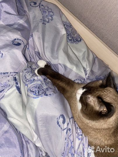 Отдам Кота в добрые руки