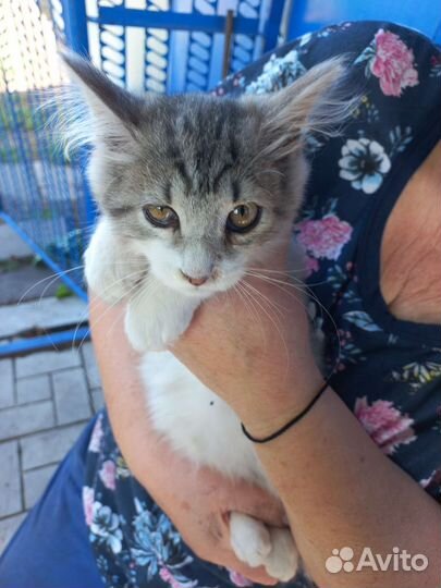 Котята