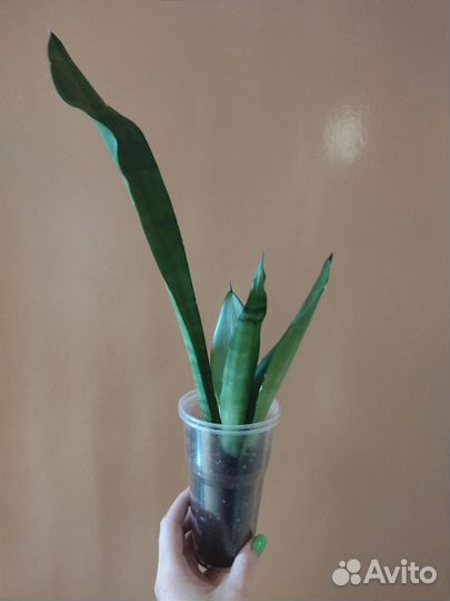 Сансевиерия муншайн / Sansevieria Moonshine