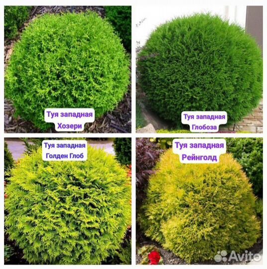 Туи шаровидные