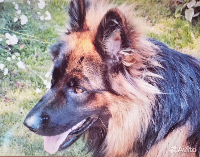 Вязка кобеля