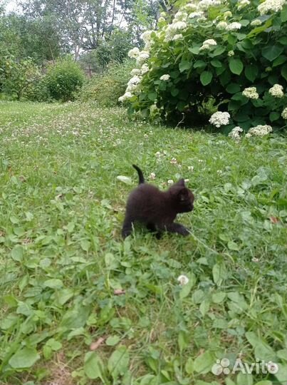 Котята в добрые руки. Воспитанные. Ручные