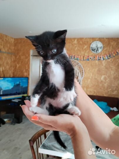 Котятки в добрые руки